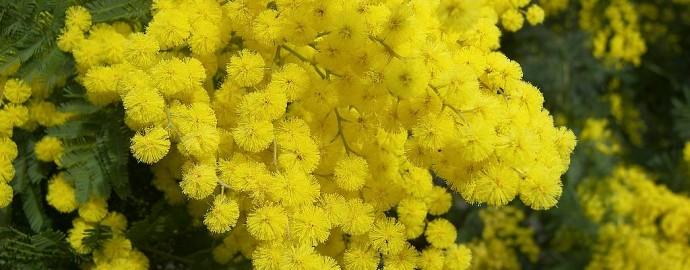 Offerta: Festa della donna 2026